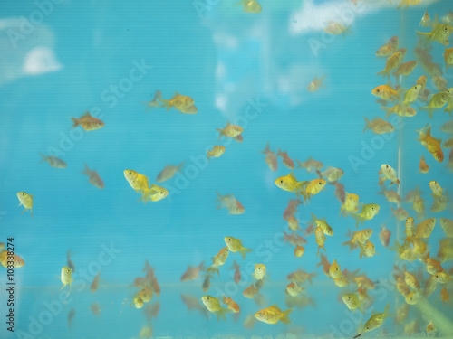Fototapeta Naklejka Na Ścianę i Meble -  Goldfish in aquarium with blue background