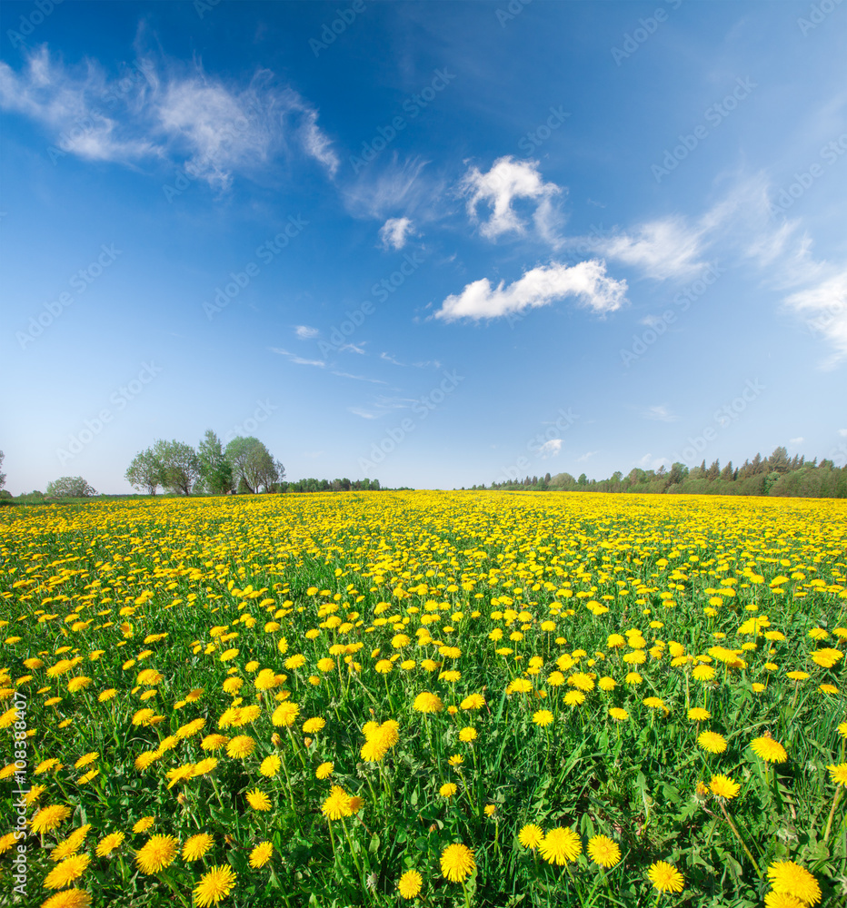 Yellow flowers field under blue cloudy sky