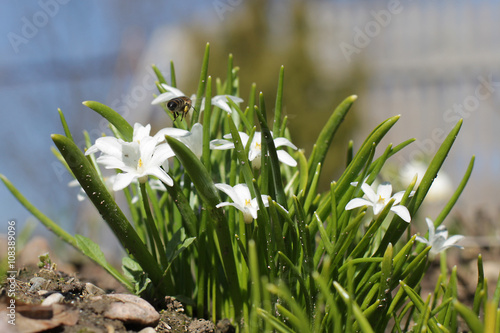 small white florets, the first spring flowers at the dacha