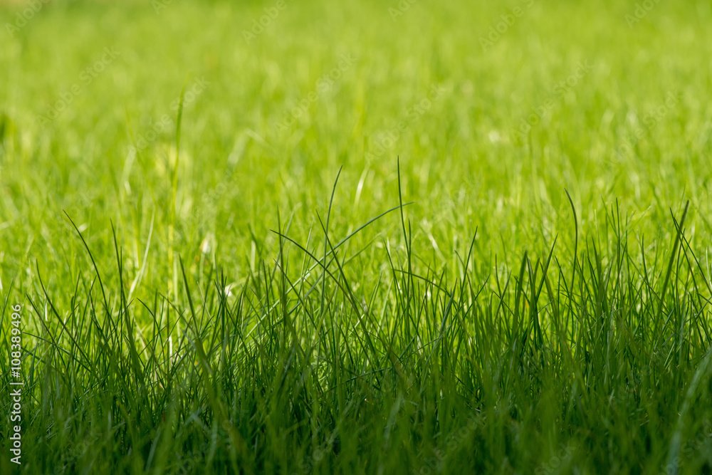 green grass background green grass background