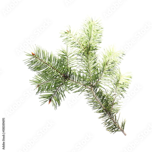 pine branch isolated on white background