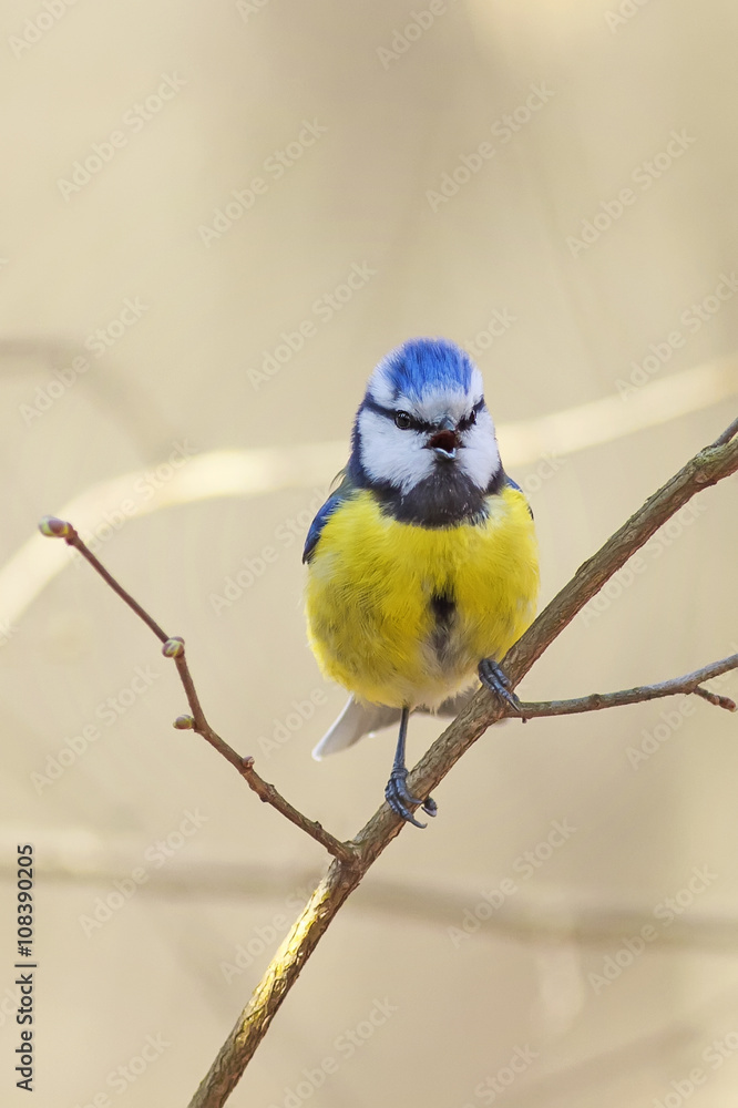 Obraz premium bird titmouse sitting on a branch of furry willow in early spring