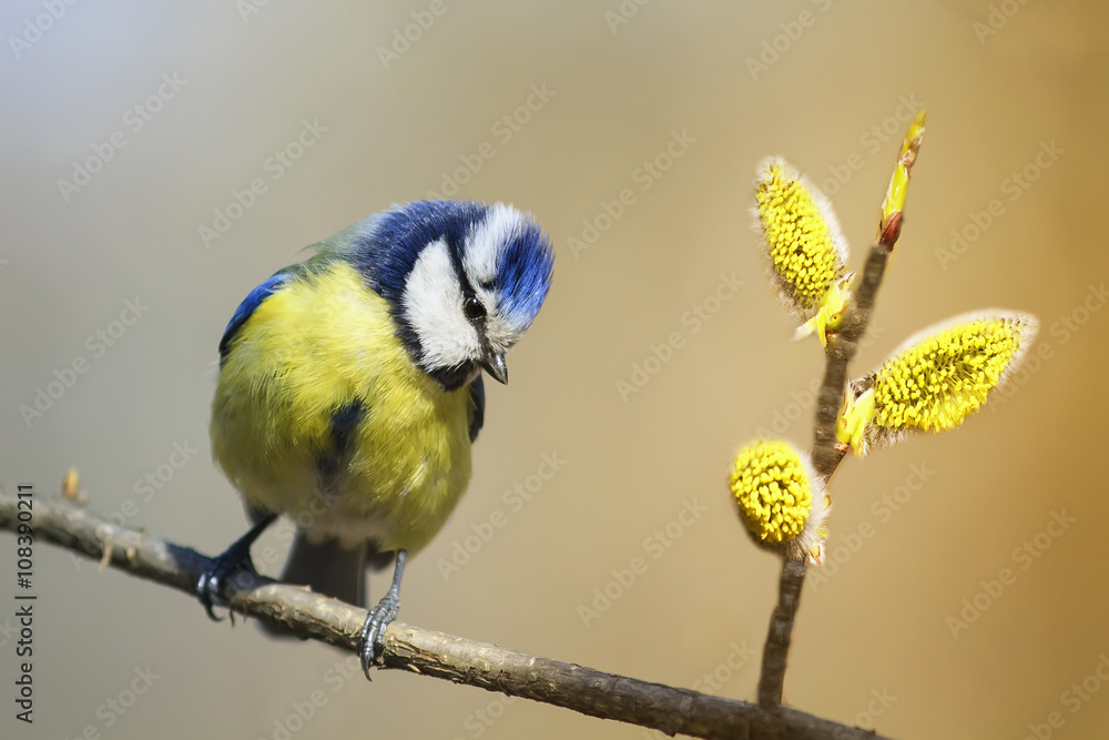 Obraz premium bird titmouse sitting on a branch of a blossoming furry willow in early spring