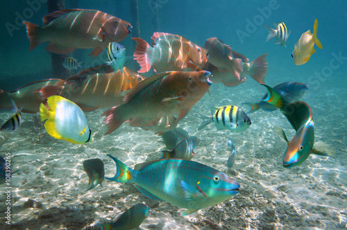 Shoal of colorful tropical fish in the Caribbean sea, Belize