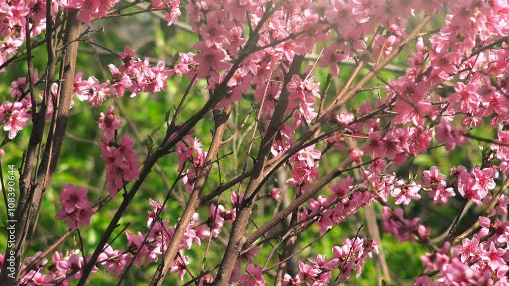 Spring pink blossoming of peach tree branch, detail from an orchard on a sunny april day. Spring pink blossoming of peach tree branch, detail from an orchard on a sunny april day.