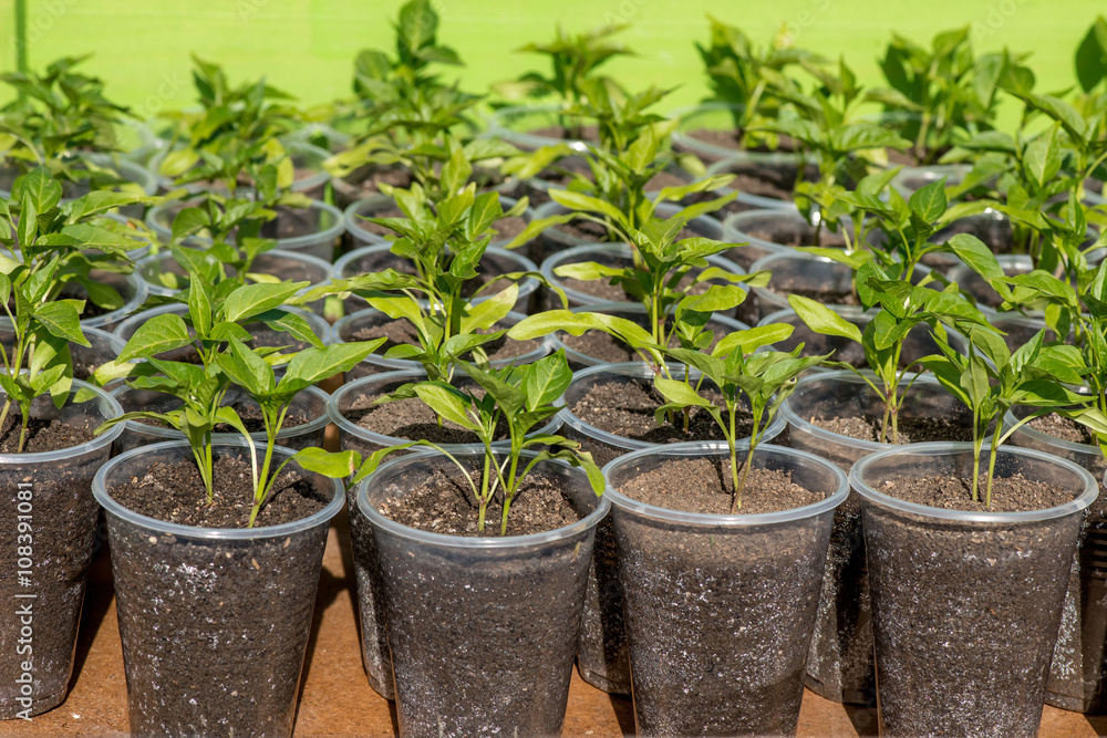 pepper seedlings growing in a greenhouse pepper seedlings growing in a greenhouse