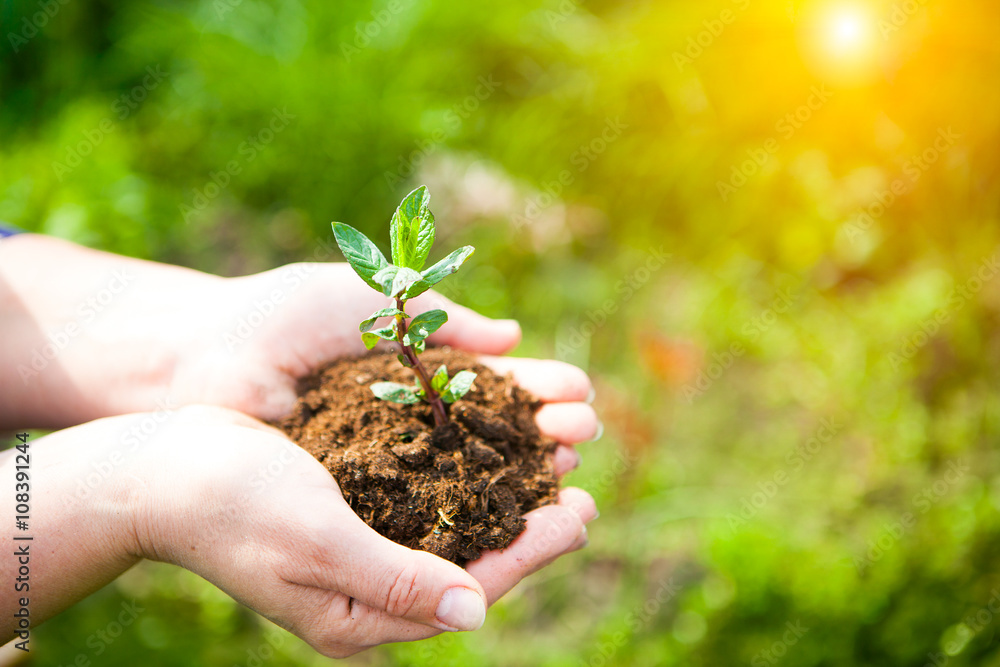 Fototapeta premium Female hands holding young plant in hands against spring green b