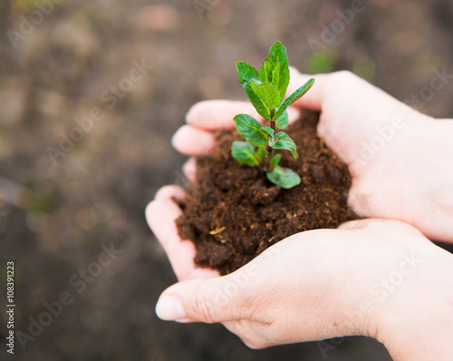 Female hands keeping young plant against the soil. Ecology conce