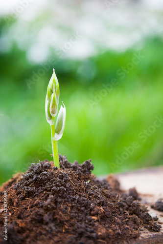 Young plant growing on dry soil with green background under the