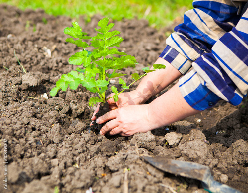 Woman planting young plant into the soil. Spring and ecology con