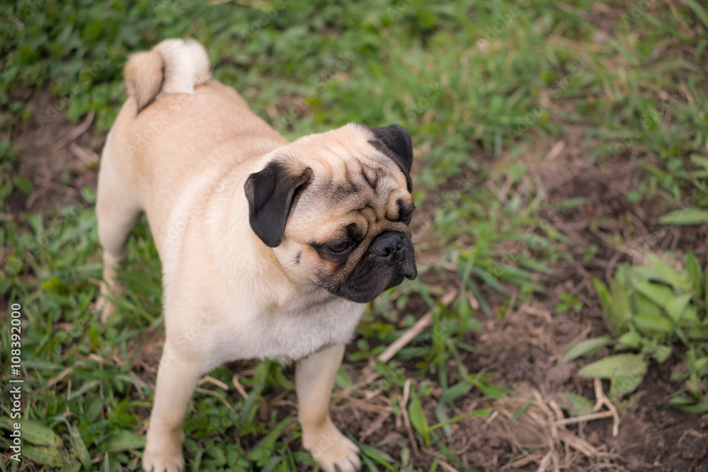 Pug puppy looking straight forward Pug puppy looking straight forward