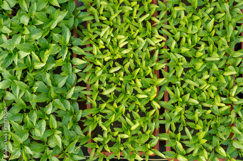 pepper seedlings growing in a greenhouse - top view © diyanadimitrova