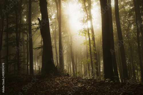 sun rays in forest in summer