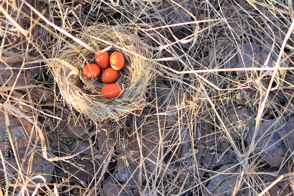 Eggs in a nest in the bushes, the view on the ground in the grass