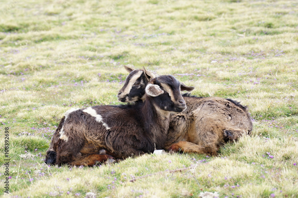 Two goats on pasture in Geech camp, Simien mountains, Ethiopia Two goats on pasture in Geech camp, Simien mountains, Ethiopia
