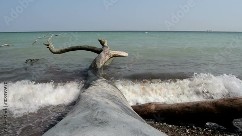 Rugen Island (Germany) driftwood at  the chalk cliff rocks, Springtime. photo
