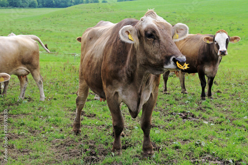 Wallpaper Mural Braunvieh mit Nasenring und Saugstopper Torontodigital.ca