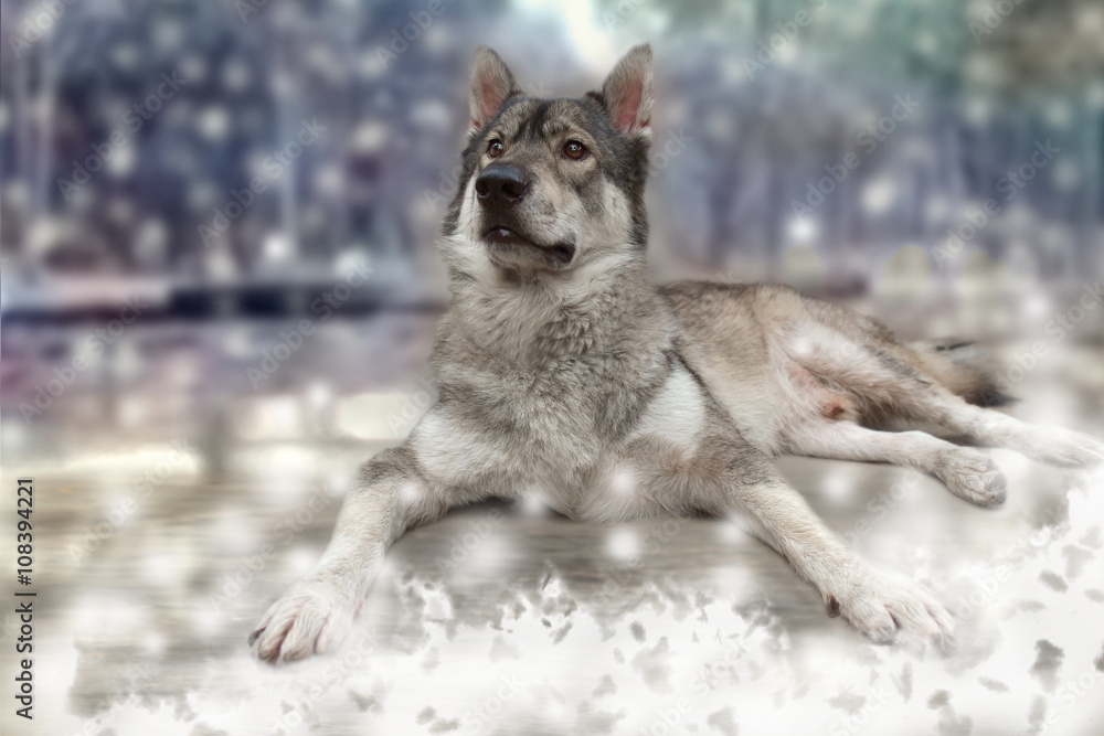Obraz premium Wolf / Portrait of wolf on snow background.