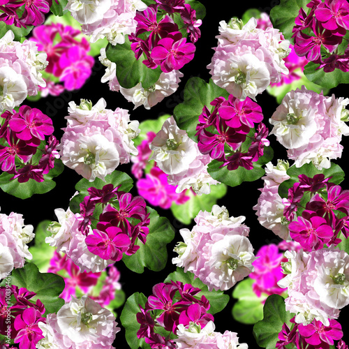 Fototapeta Naklejka Na Ścianę i Meble -  Delicate floral background. Pelargonium 