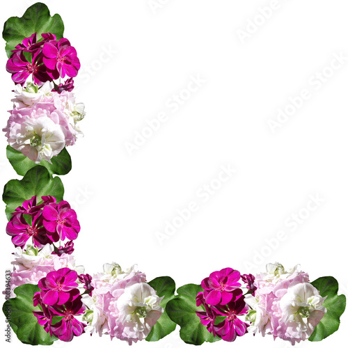 Fototapeta Naklejka Na Ścianę i Meble -  Delicate floral background. Pelargonium 