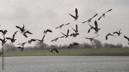 Flight of birds