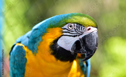 Blue and Yellow Macaw parrot close up