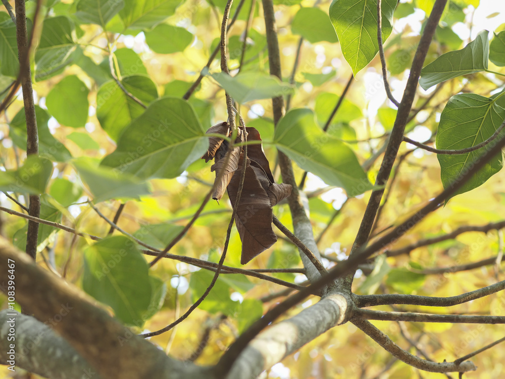 Fototapeta premium Dry leaf among fresh ones