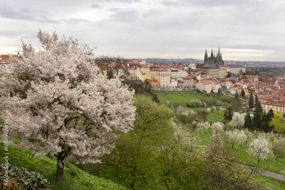 View on the spring Prague City with gothic Castle, green Nature and flowering Trees, Czech Republic