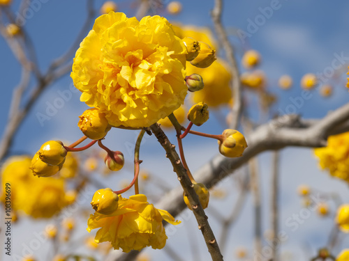 Yellow Nika flower with blue sky photo