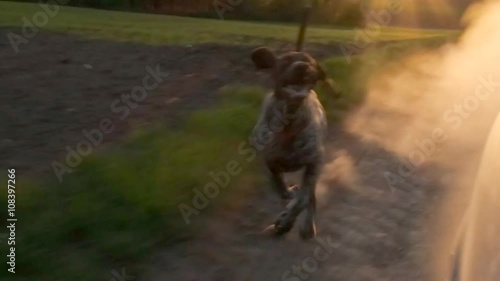 Dog chasing car. Young, cute German pointer dog running outdoor at sunset.