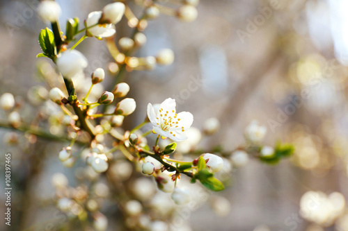 Blooming cherry tree on blurred background