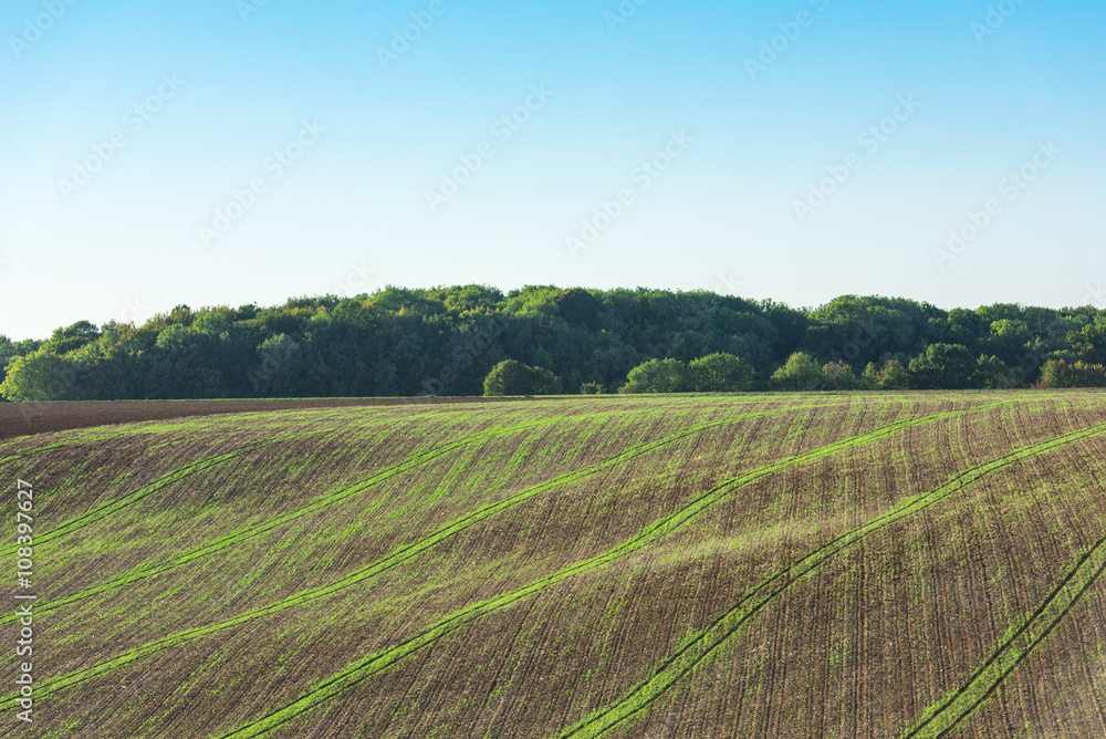 Agricultural field on a hill with young sprouts