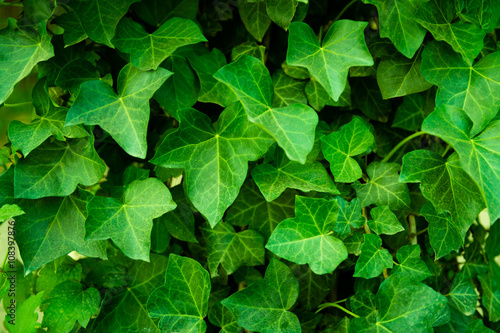 Closeup of plant of ivy leaves. Wall covered by many leaf