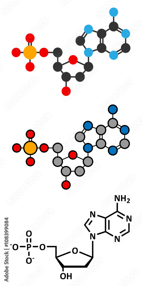 Deoxyadenosine monophosphate (dAMP) nucleotide molecule. 