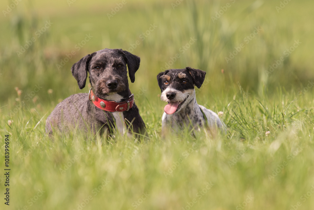 Freundschaft zwischen portugiesischem Wasserhund und Jack Russell Terrier