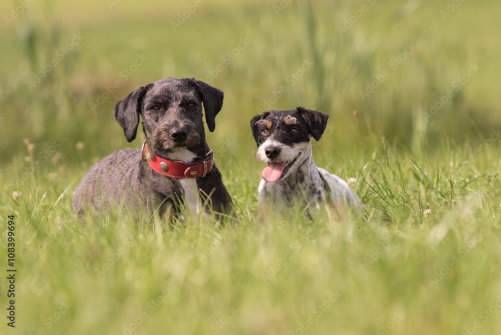 Freundschaft zwischen portugiesischem Wasserhund und Jack Russell Terrier Freundschaft zwischen portugiesischem Wasserhund und Jack Russell Terrier