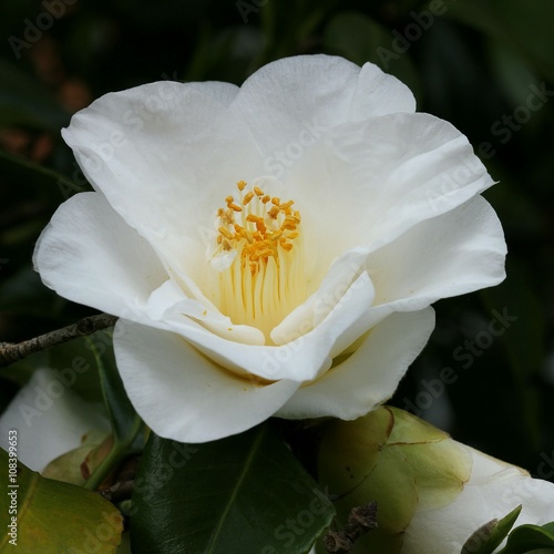 Camellia
