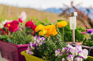 Colorful flowers in pots on the balcony