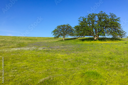 two majestic oaks on lush prairie hill