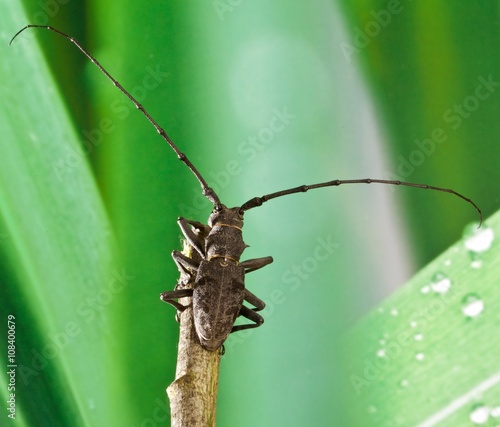 Cerambice ( Morimus asper Longicorns ) photo