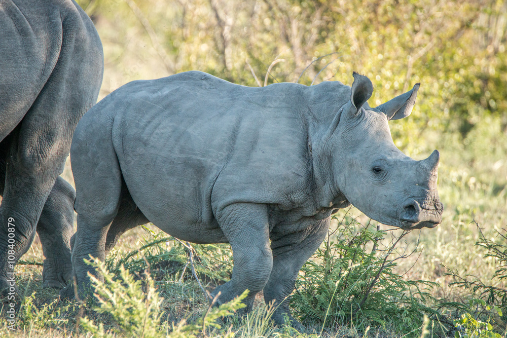 Fototapeta premium Baby White rhino in the Kruger National Park.