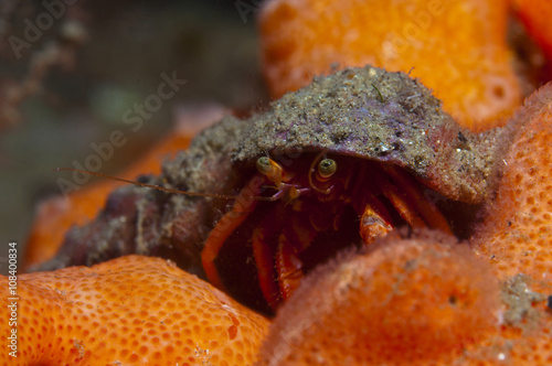 one small hermit crab anemones photo