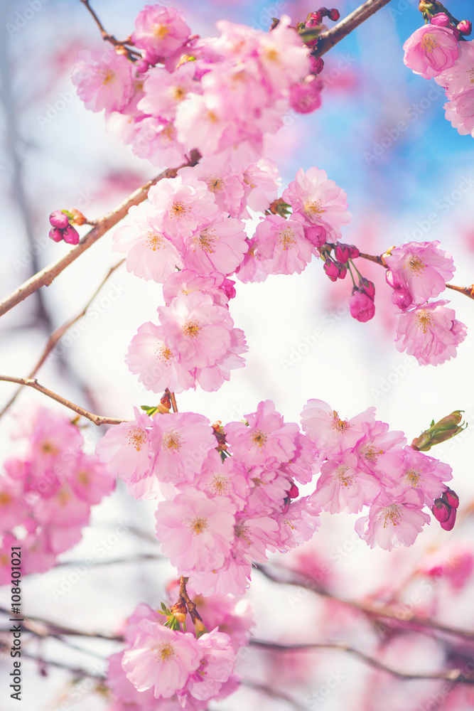 Pink cherry flowers on a twig or branch during a sunny spring da