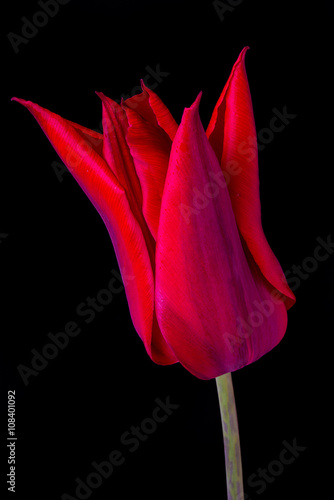 Tulip with black background