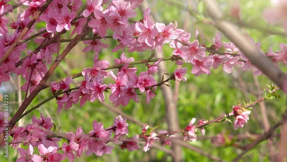 Spring pink blossoming of peach tree branch, detail from an orchard on a sunny april day. Spring pink blossoming of peach tree branch, detail from an orchard on a sunny april day.