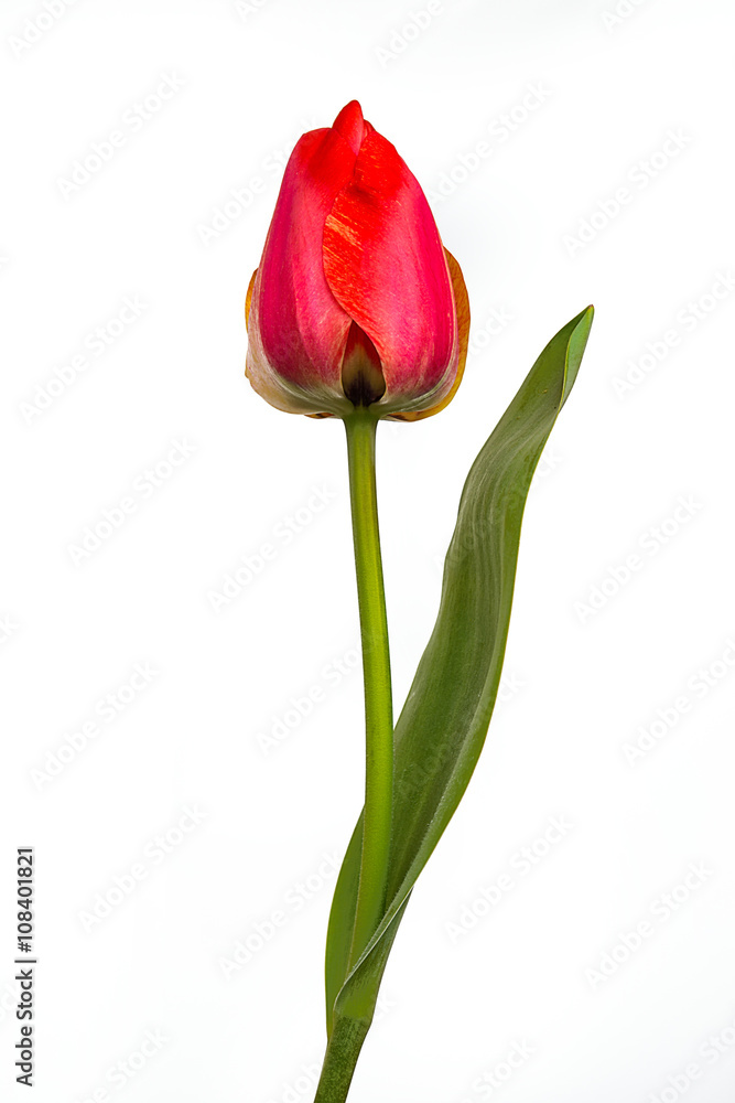 Obraz premium Tulip