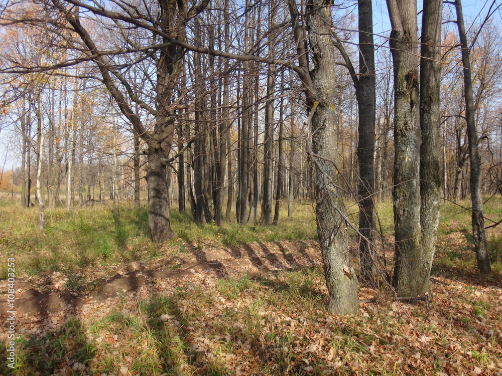 Trees in forest in a nice autumn day Trees in forest in a nice autumn day