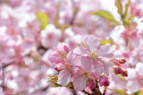 満開の桜　 © kharazono