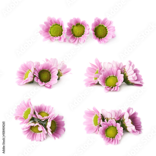 Multiple chrysanthemum flower buds isolated