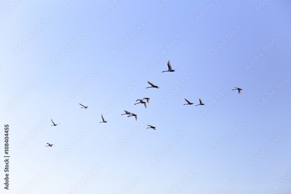 Geese flying in blue spring sky, v-formation Geese flying in blue spring sky, v-formation